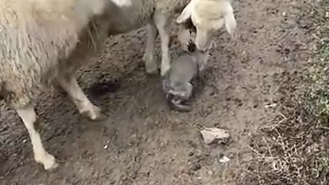 Adorable puppy herds sheep on dirt road___