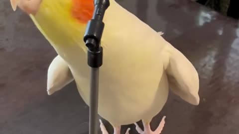 Funny parrot |cockatiel parrot | Funny birds | Funny animals