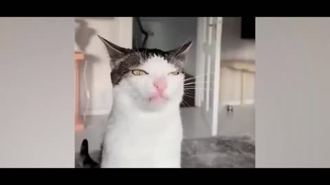 The Funniest Cat Videos Compilation - Guaranteed to Make You Laugh!