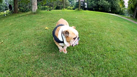 A large dog loves to roll in the grass!