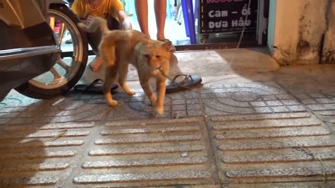 How Cats React When Seeing Stranger 1st Time Running or Being Friendly Viral Cat