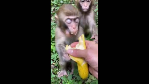 crazy monkey attacks banana