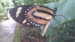 Beautiful butterfly is seen on a leaf in the botanical garden [Nature & Animals]