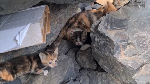 Poor mother cat hiding in the cliffs to protect her Kittens.