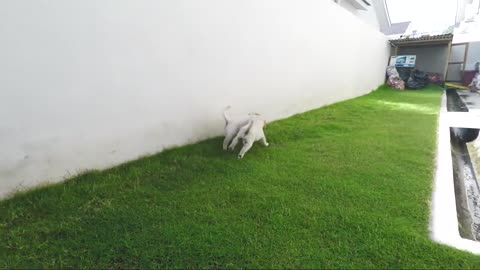 Tiny Chihuahua Puppy Teases Sleepy American Bulldog