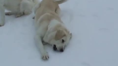 Livestock guard dogs go from play to work in seconds