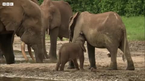 Elephant Family Reunion Natural World Forest Elephants BBC Earth