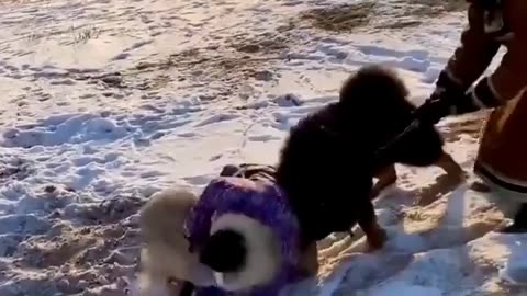 Keeper separates Wolf and Tibetan Mastiff