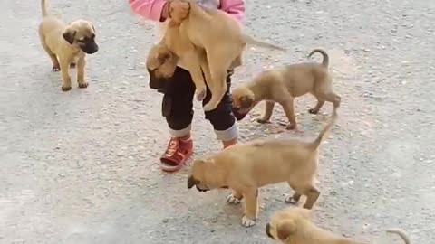 Cute baby playing with puppy.