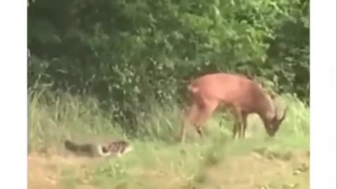 Cat hunted deer... 😊