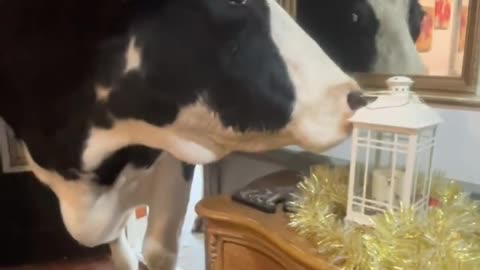 Bull Takes a Peek Inside House