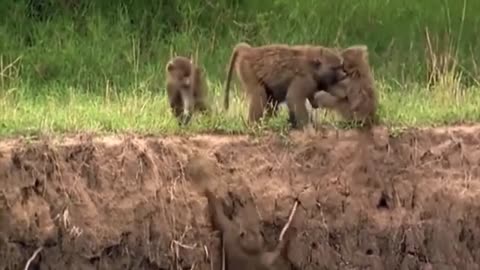 AMAZING LION HUNTING NEWBORN WILDEBEEST Wildebeest Giving Birth Lion vs Leopard , Monkey