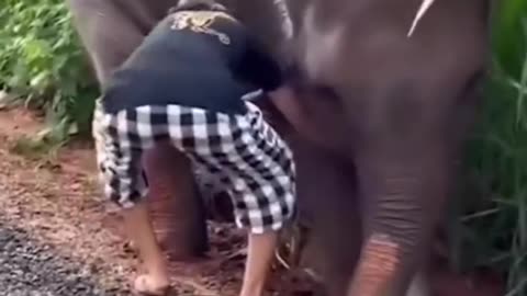 Baby elephant thanking girl for helping after it got stuck in the mud 1356