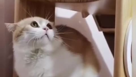 Cute Cats Family _ Cute Funny Cat Videos