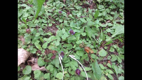 Edible and Medicinal Self Heal July 2022