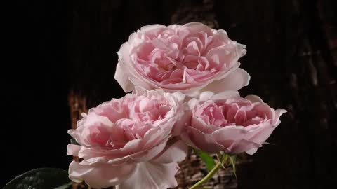 Rose 3 buds opening into flowers & dying time lapse