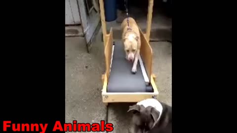 Funny animal videos