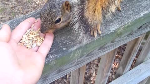 Squirrel Springs for Seeds