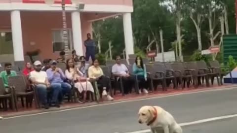 Indian army dog training Trend