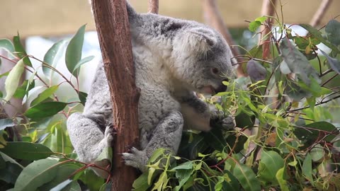 How beautiful is this wow ❤️ it's the adorable koala.