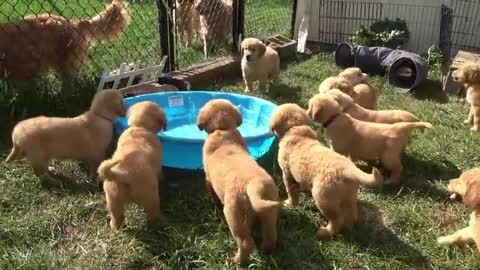 Golden Retriever puppies are adorably unsure of their first water experience