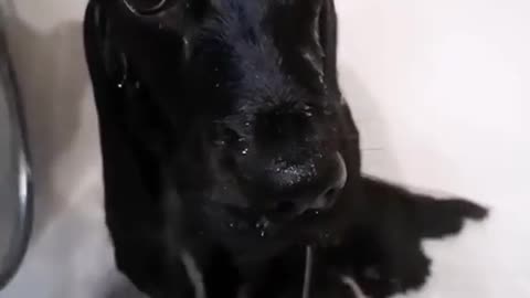 Puppy's first bath in the shower