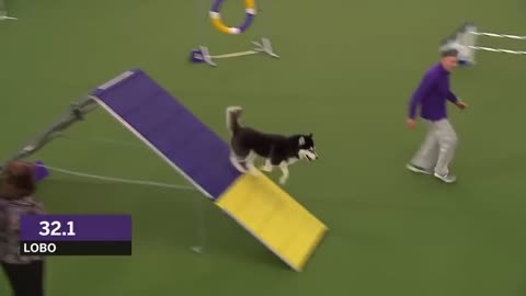 Dogs: husky vs border collie agility what a game