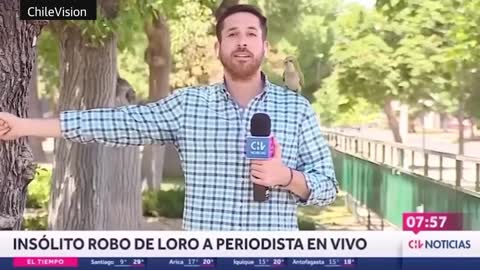 Pesky parrot steals reporter's earphone live on air in Chile