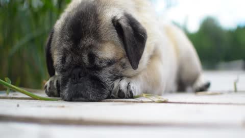 How cute pug pretending to sleep 💛