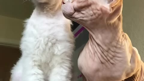 Hairy hairless cat explained