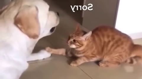 Funny Cats And Kittens Meowing Compilation