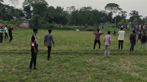 Cow race part - 2