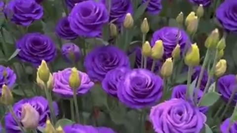 Would_You__Like_A__Bouquet_Of_Eustoma_Flower___#satisfying_#short