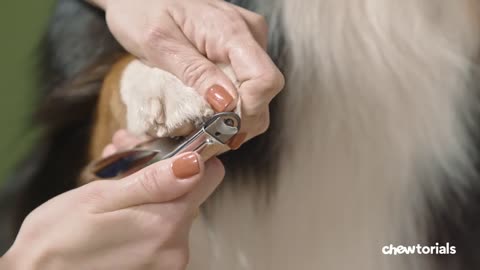 How To Trim a Dog’s Nails | Chewtorials