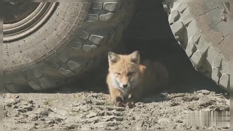 Fox Red Fox Lying Between Truck Tyres Red Fox Lying Fox Wild Animals Nature Fox