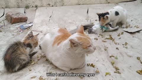 Rescue Kitten Is Kissing Feral Cat And Asking For Milk