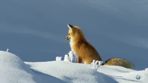 Fox Dives Headfirst Into Snow