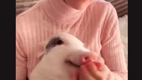 Little Piggy Loves Strawberries