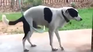 dog and hula hoop#morning exercise