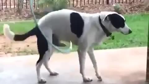 dog and hula hoop#morning exercise