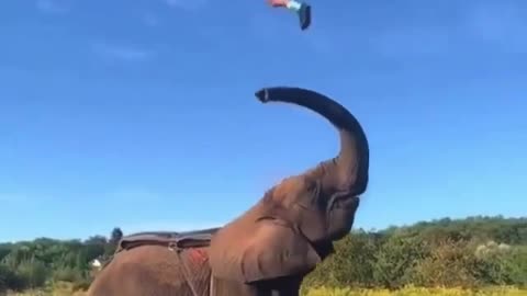 Amazing parkour back-flip over Elephant