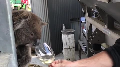 Funny Koala is a Wine EXPERT!