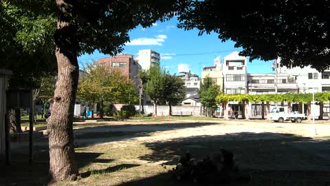 4K Japan street walk Osaka 2022 (why do they cut the trees?)