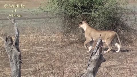 Lions attack and kill zebra