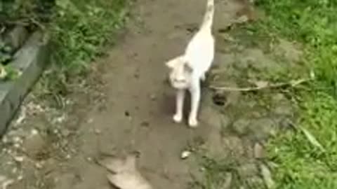 Cat running out when seen huge fish