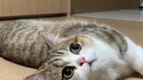 Cat cute videos 🤩