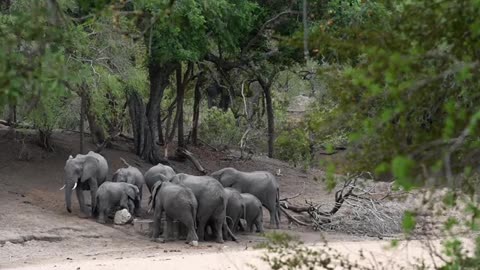 African Elephants Drinking Water !