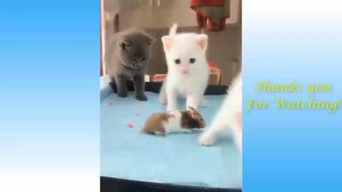 Funniest Animals - Best Of The Funny Animal Videos.. 🤣🐱