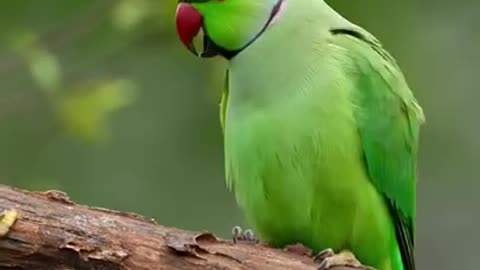 Finny parrot