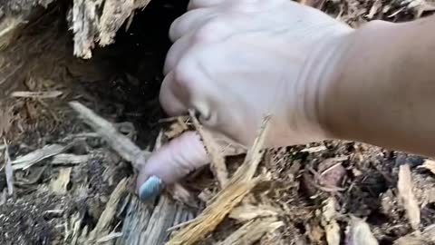 Kitten Found in Tree Stump